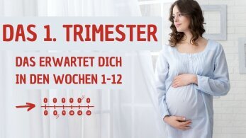 Das erste Trimester - Die ersten 12 Schwangerschaftswochen